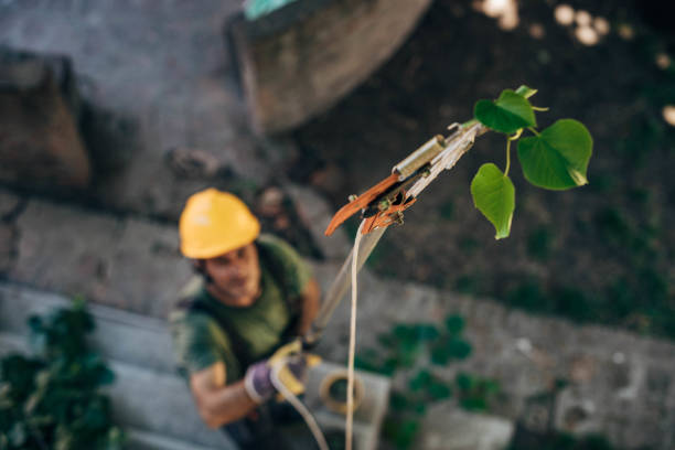 Emergency Storm Tree Removal in Colwyn, PA